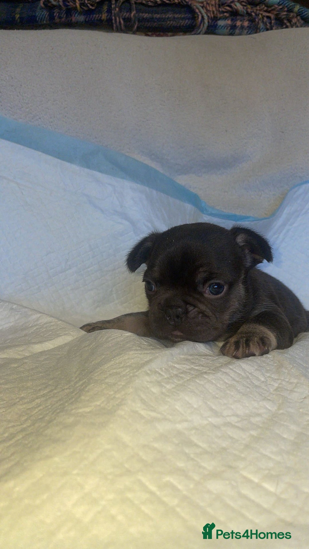 French Bulldog dogs for sale: Beautiful French Bulldog Puppies - Advert 6