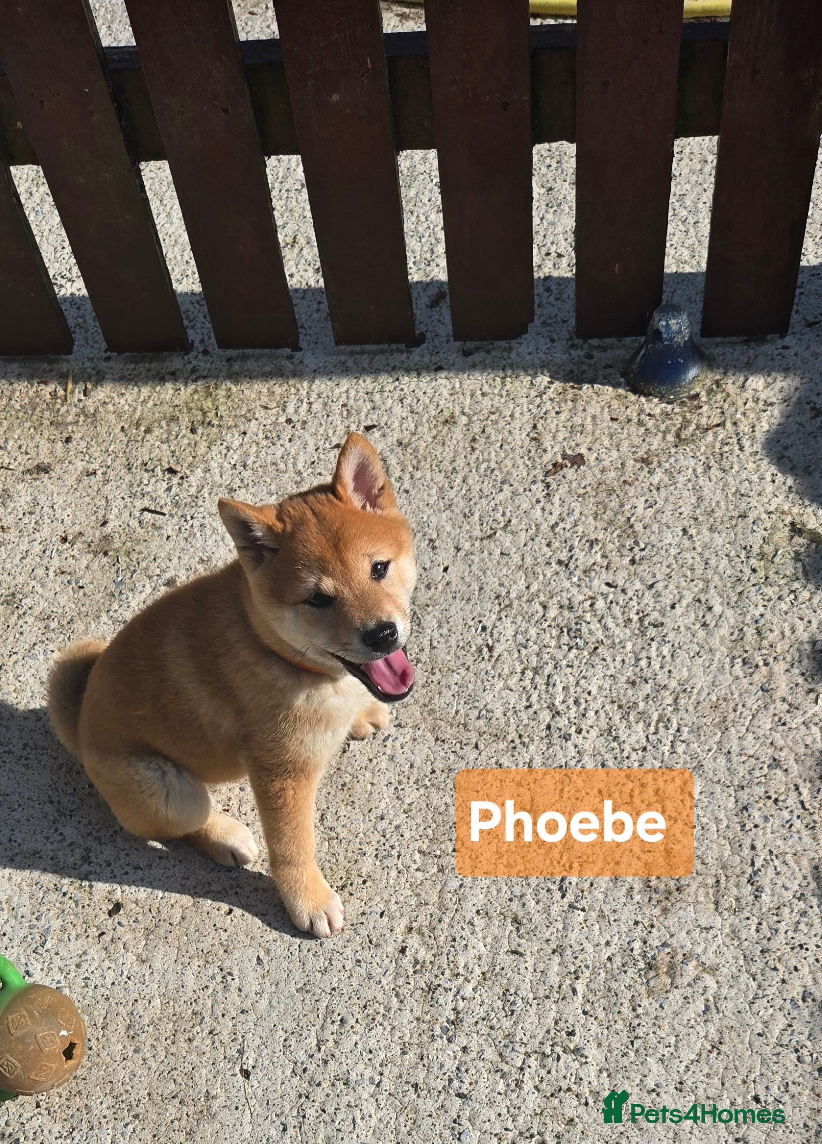 Japanese Shiba Inu dogs 3 stunning Shiba Inu puppies  - Advert 1