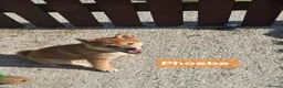 Japanese Shiba Inu dogs for sale: 3 stunning Shiba Inu puppies  - Advert 3