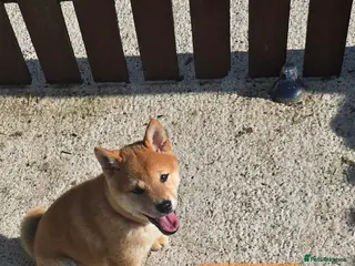 Japanese Shiba Inu dogs 3 stunning Shiba Inu puppies - Advert 1