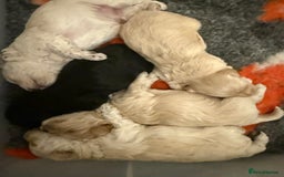Maltipoo dogs for sale: Adorable F1B Merle** Maltipoo Puppies for sale - Image 17