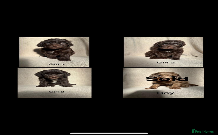 Cockapoo dogs - Advert 10