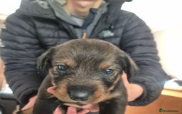 Mixed Breed dogs for sale: Wire Haired Daschund x Rottweiler  - Image 36