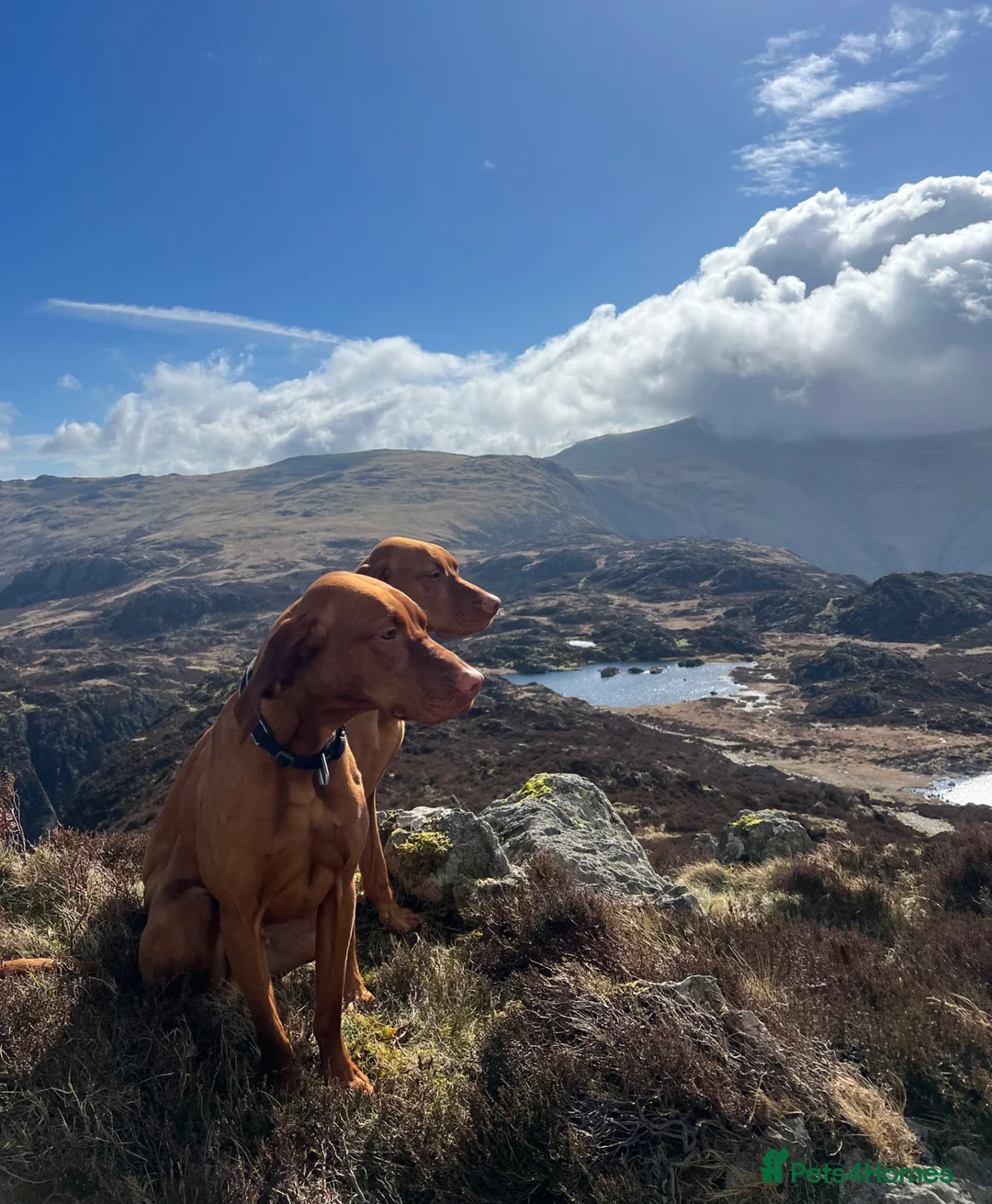 Hungarian Vizsla dogs for stud: Thor * Hungarian & Slovenian Champion bloodlines  - Advert 1