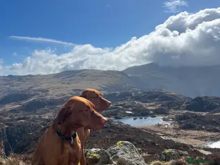 Hungarian Vizsla dogs Thor * Hungarian & Slovenian Champion bloodlines - Advert 4