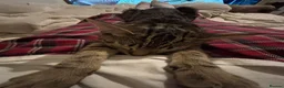 Mixed Breed cats for sale: 3 beautiful tabby/Ragamese kittens for sale!! - Advert 7