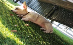 Chihuahua dogs for sale: 🐾Adorable Chihuahua Puppies Need 4ever Homes🐾 - Image 14