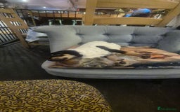 Mixed Breed dogs for sale: Doberman female x puppy - Image 5