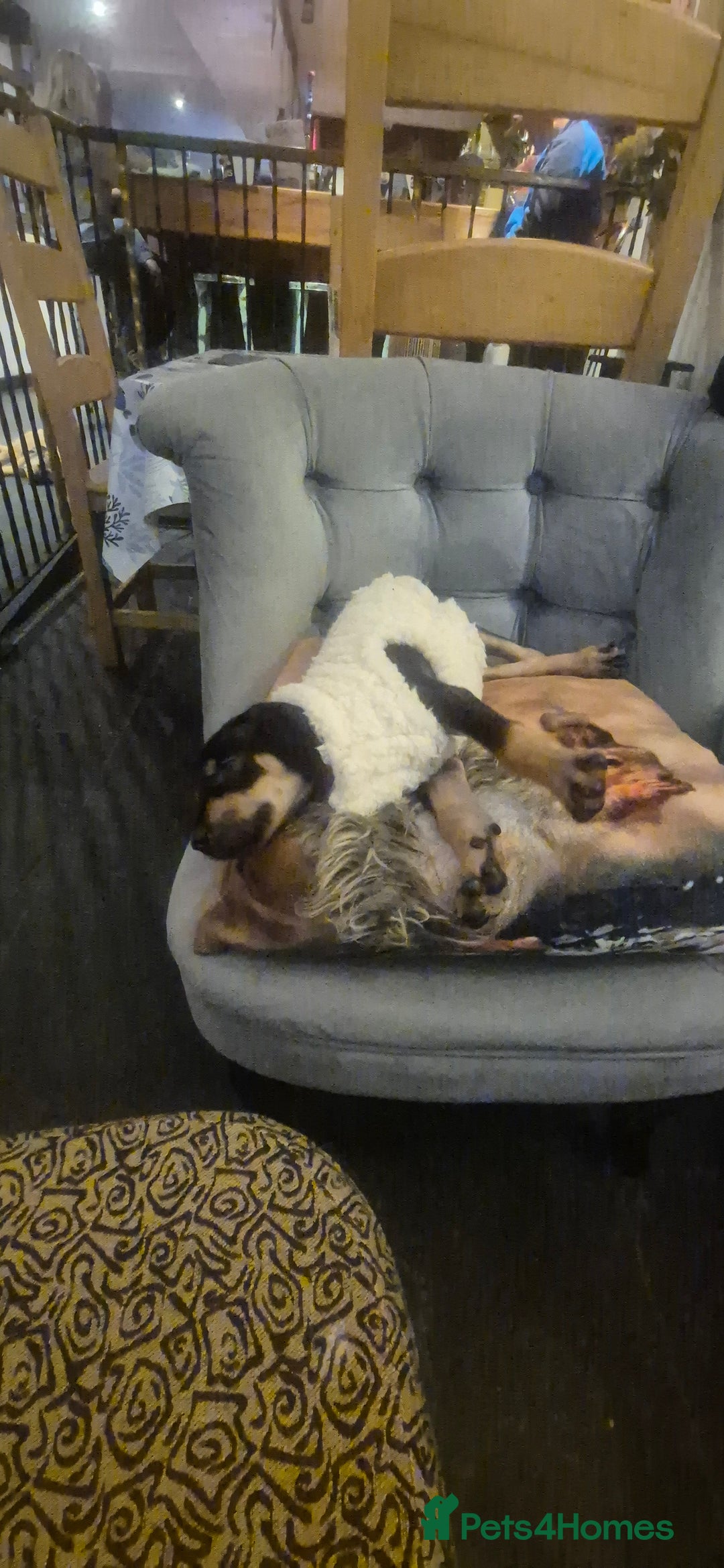 Mixed Breed dogs for sale: Doberman female x puppy - Image 5