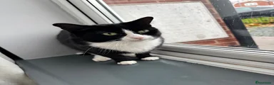Samba