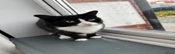 Mixed Breed cats for sale: 3 loving cats to be rehomed in Cannock - Advert 4