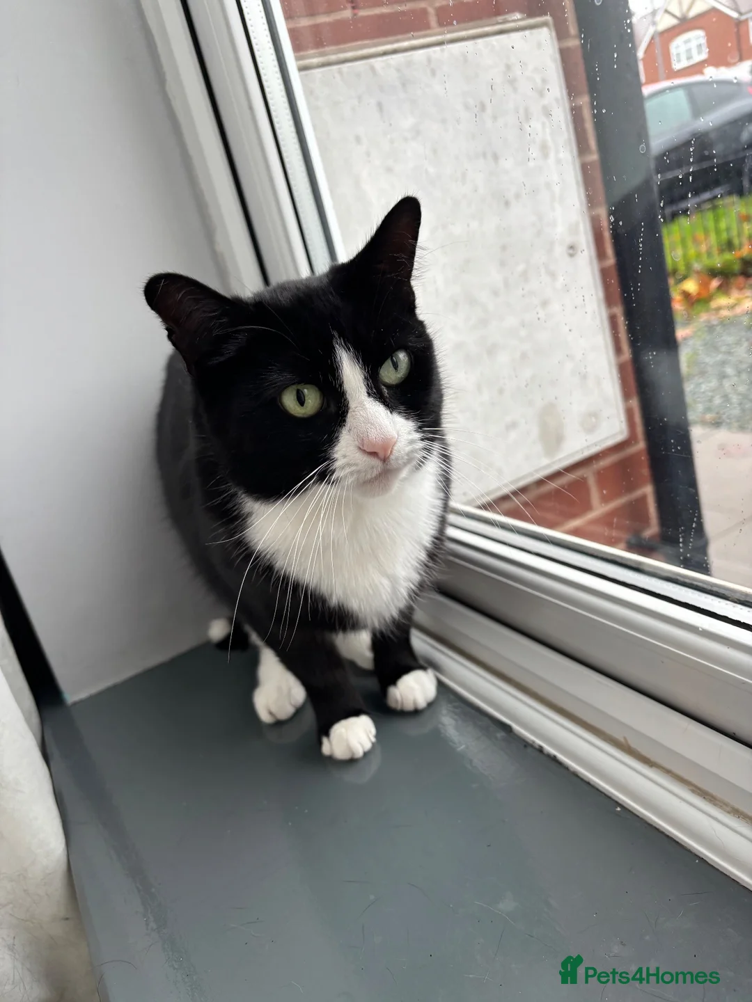 Mixed Breed cats for sale: 3 loving cats to be rehomed in Cannock - Advert 4