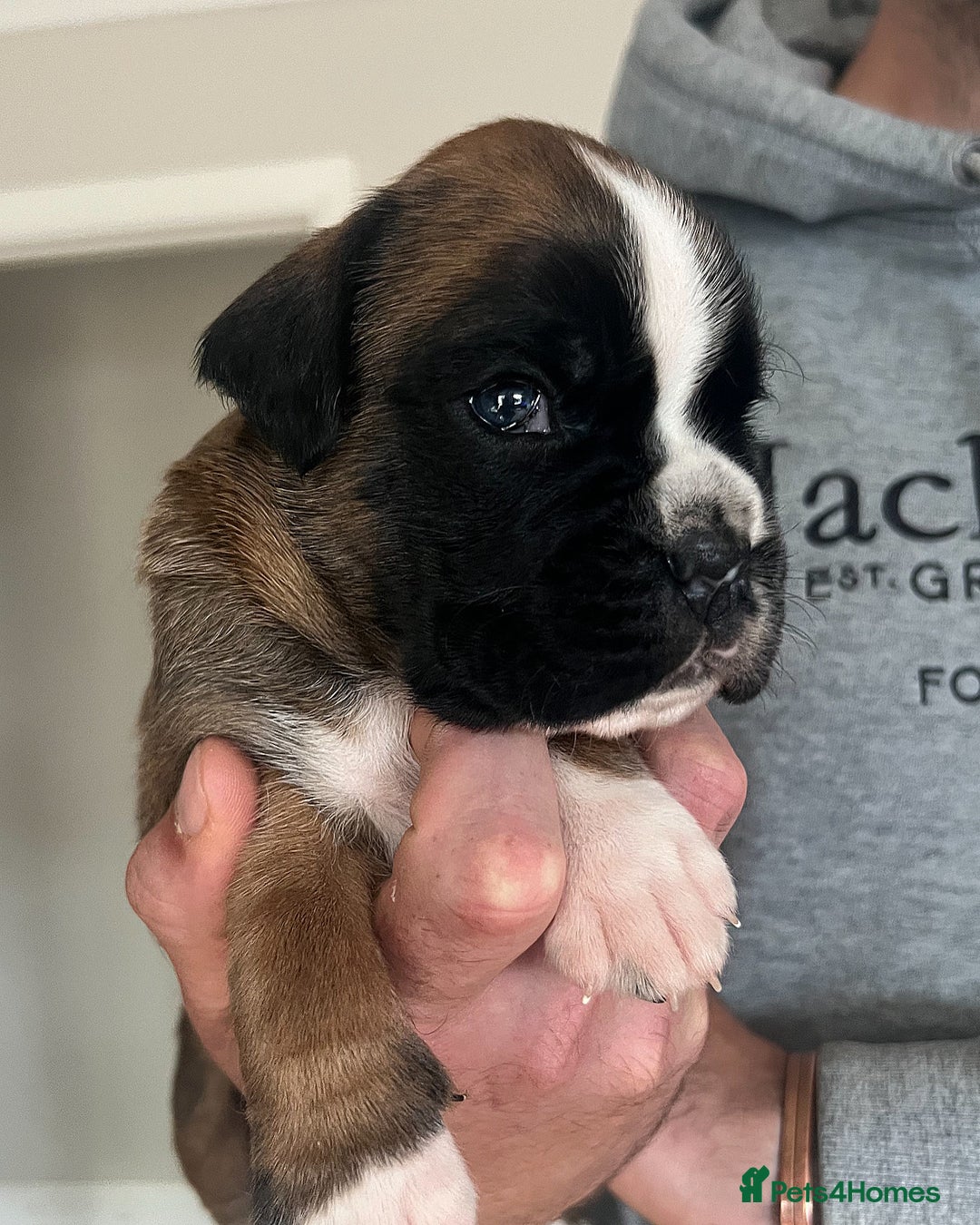 Boxer dogs for sale: Kc Beautiful Red and White Boxer Puppies  - Image 10