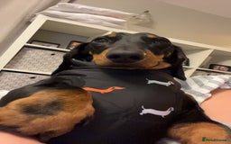 Miniature Dachshund dogs for sale: True miniature dachshund for sale  - Image 3