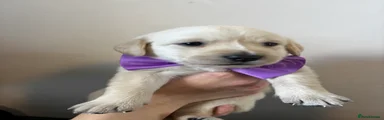 Labrador Retriever Puppy 5