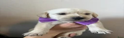 Labrador Retriever dogs for sale: 9 beautiful Labrador puppies  - Advert 15