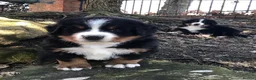 Bernese Mountain Dog dogs for sale: Gentle Friendly Bernese Mountain Dog For Good Home in Grimsby - Advert 5
