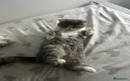 Exotic cats for sale: bella!! friendly grey and white exotic shorthair - Image 10