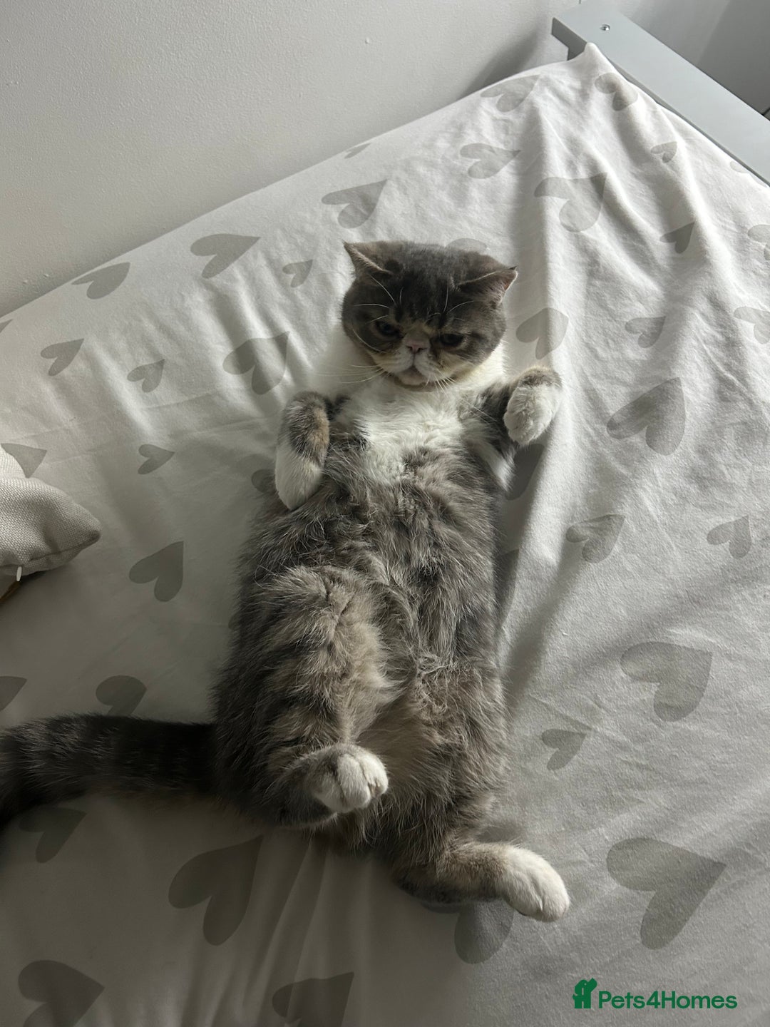 Exotic cats for sale: bella!! friendly grey and white exotic shorthair - Image 10