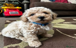 Poochon dogs for sale: Absolutely amazing Poochon Puppies - Image 26