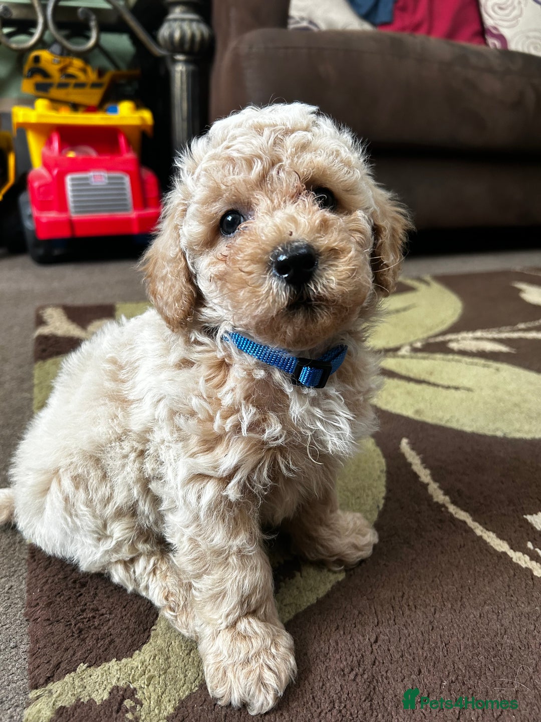 Poochon dogs for sale: Absolutely amazing Poochon Puppies - Image 26