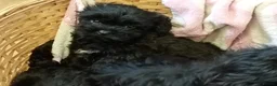 Cavapoo dogs for sale: F1 Cavapoo pups for sale - Advert 1