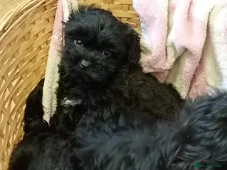 Cavapoo dogs F1 Cavapoo pups for sale - Advert 1