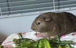 Guinea Pig rodents for sale: 2 female guinea pigs  - Advert 3