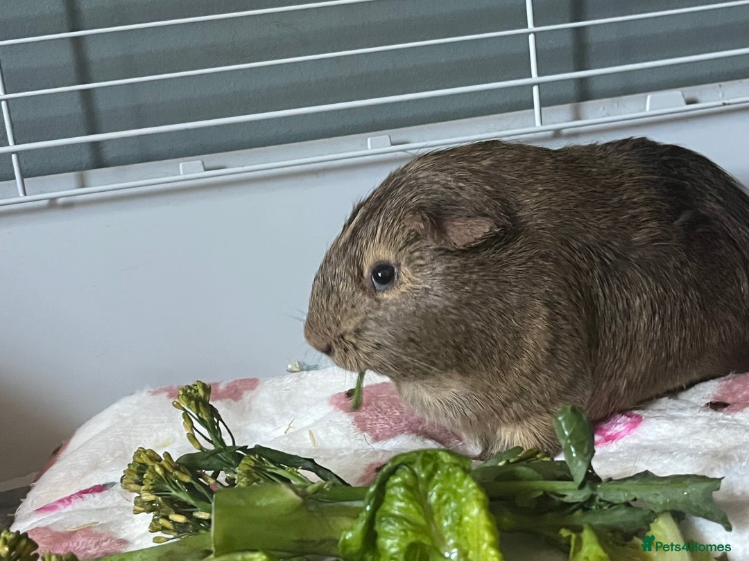 Guinea Pig rodents for sale: 2 female guinea pigs  - Advert 3