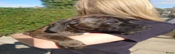 Staffordshire Bull Terrier dogs for sale: Stunning brindle Staffordshire Bull terrier pups - Advert 6