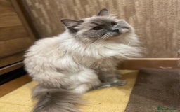Ragdoll cats for sale: Beautiful, blue eyed female rag doll cat - Image 3
