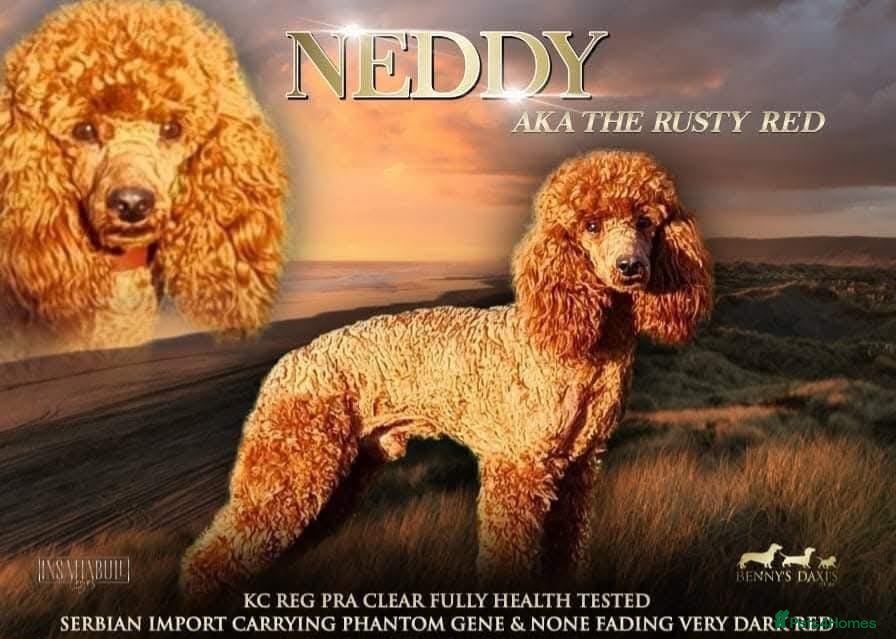 Cockapoo dogs Neddy x Cali beautiful litter of F1B Cockapoo’s - Advert 2