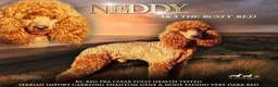 Cockapoo dogs for sale: Neddy x Cali beautiful litter of F1B Cockapoo’s - Advert 3