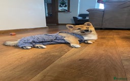 Japanese Shiba Inu dogs for stud: Kenji - Japanese Shiba Inu stud - Image 12