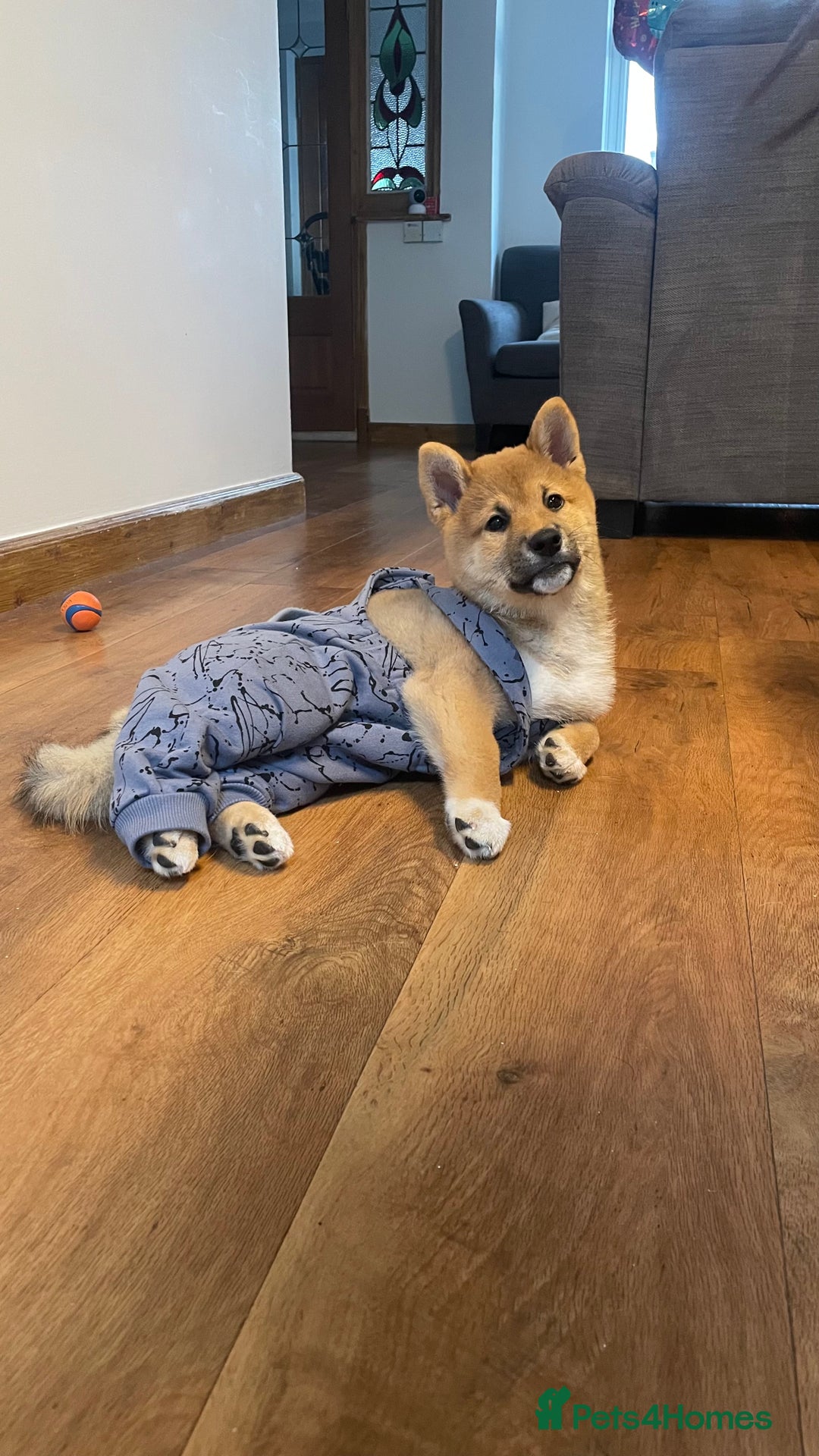 Japanese Shiba Inu dogs for stud: Kenji - Japanese Shiba Inu stud - Image 12