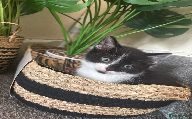Domestic Shorthair cats - Advert 5
