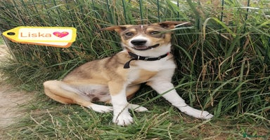 Mixed Breed dogs - Advert 8