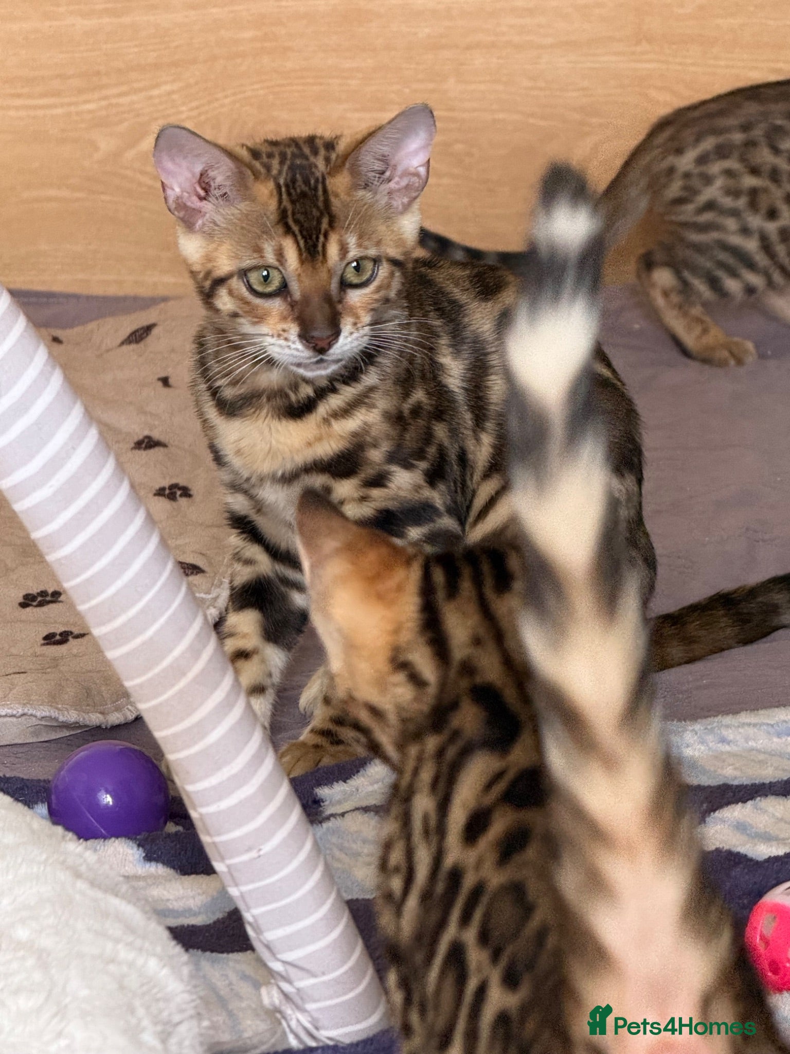 Bengal cats TICA 🐾 Health Tested 🩷 Very friendly Bengal girl - Advert 2