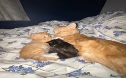 Mixed Breed cats for sale: Kittens for sale ginger boys  - Image 7