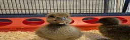 Ducks poultry for sale: 4 ducklings available  - Advert 5