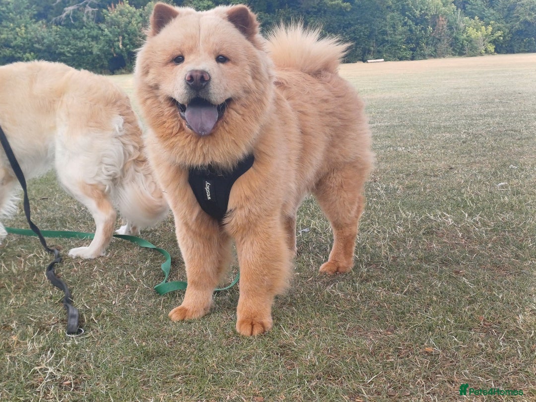 Chow Chow dogs for sale: ONE GIRL LEFT! Adorable Chow Chow Cubs 🐻  - Image 13