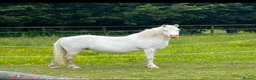 Welsh Section A horses for sale: Registered Welsh Section A Mare and Gelding  in Upminster - Advert 6