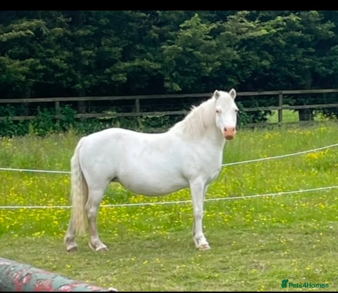 Welsh Section A horses for sale: Registered Welsh Section A Mare and Gelding  in Upminster - Advert 6