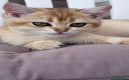 British Shorthair cats for sale: BSH GCCF Girl and Boy NY 12 GOLDEN BLACK SHEDDED  in Basildon - Image 8