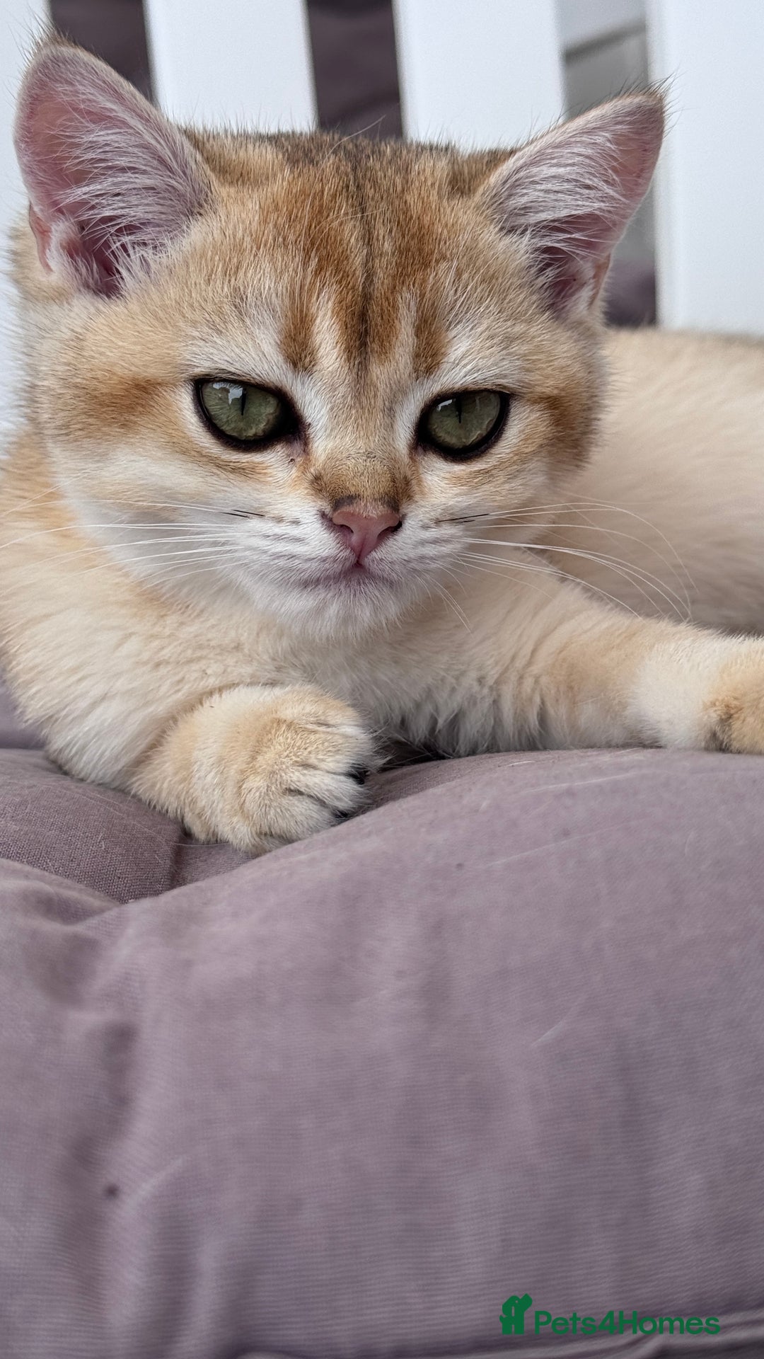 British Shorthair cats for sale: BSH GCCF Girl and Boy NY 12 GOLDEN BLACK SHEDDED  in Basildon - Image 8
