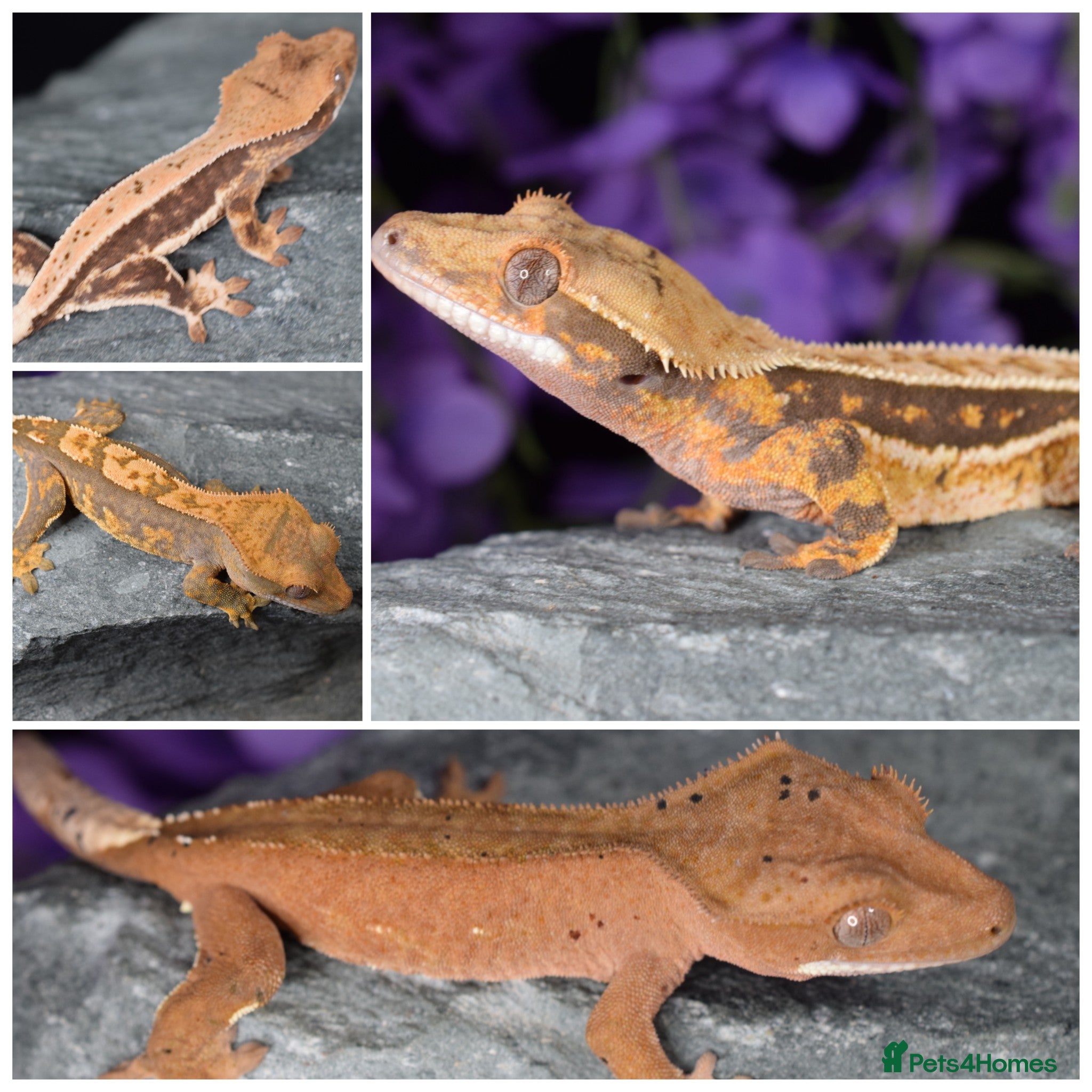 Gecko reptiles Crested geckos - Advert 21