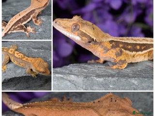 Gecko reptiles - Advert 12