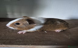 Guinea Pig rodents for sale: Piggies ready to go! - Image 7