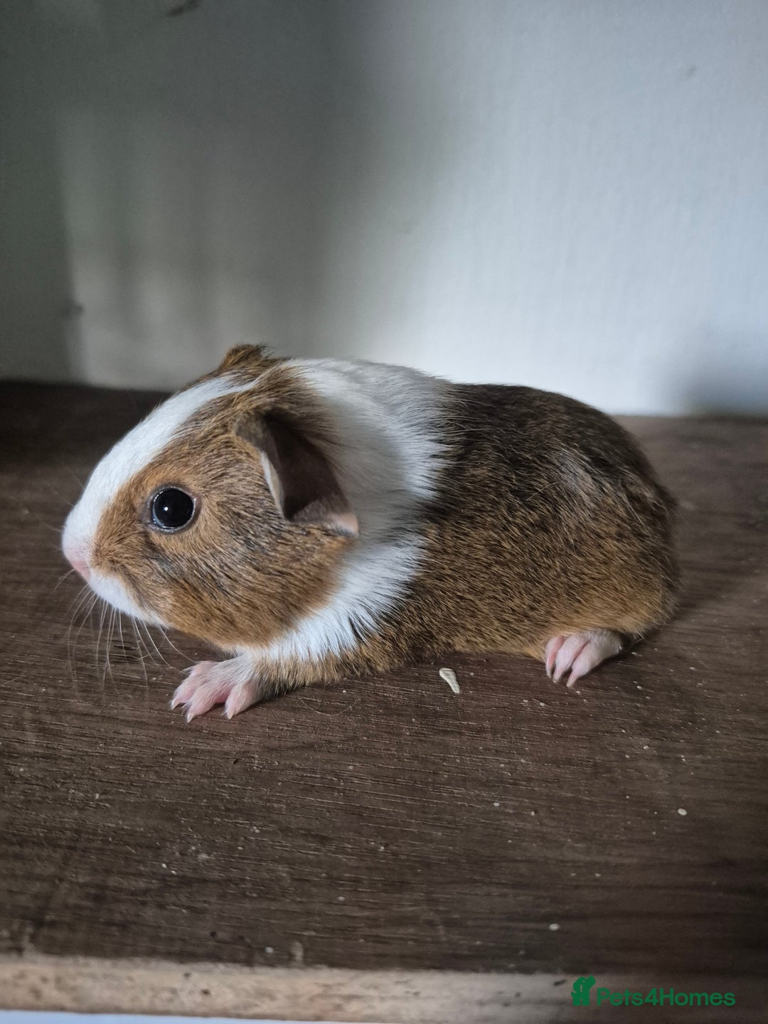 Guinea Pig rodents for sale: Piggies ready to go! - Image 7