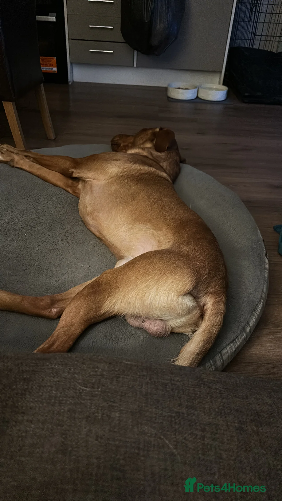 Labrador Retriever dogs for sale: Beautiful Fox Red Lab - Advert 2